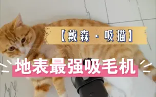 Download Video: 自从看了别人家用吸尘器吸猫毛，我也拿出来我的戴森，爽得橘猫欲罢不能