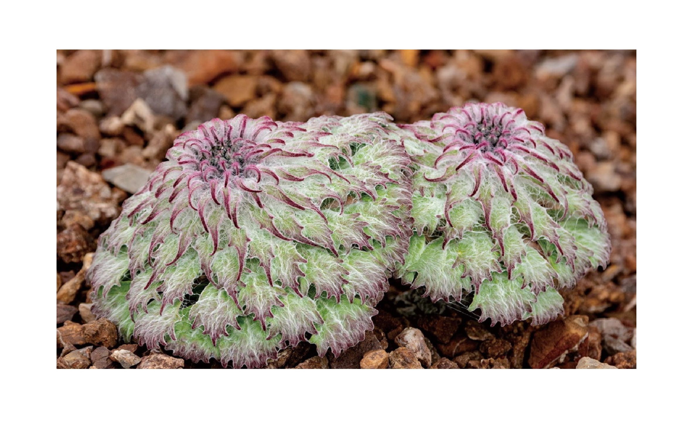【一点植物学】生长在海拔4000米高原萌宝--水母雪兔子