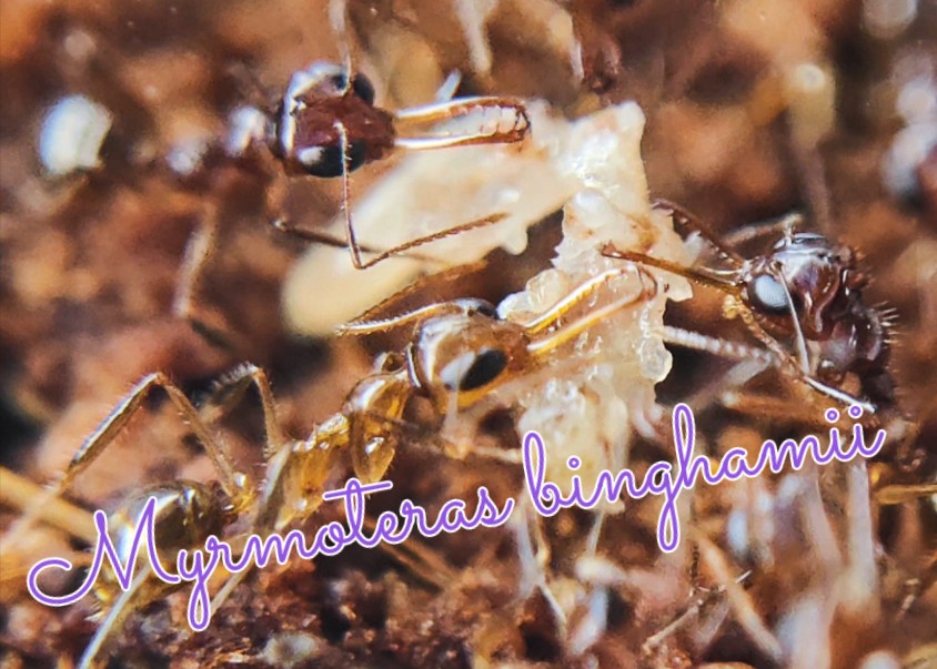 宾氏长齿蚁投喂