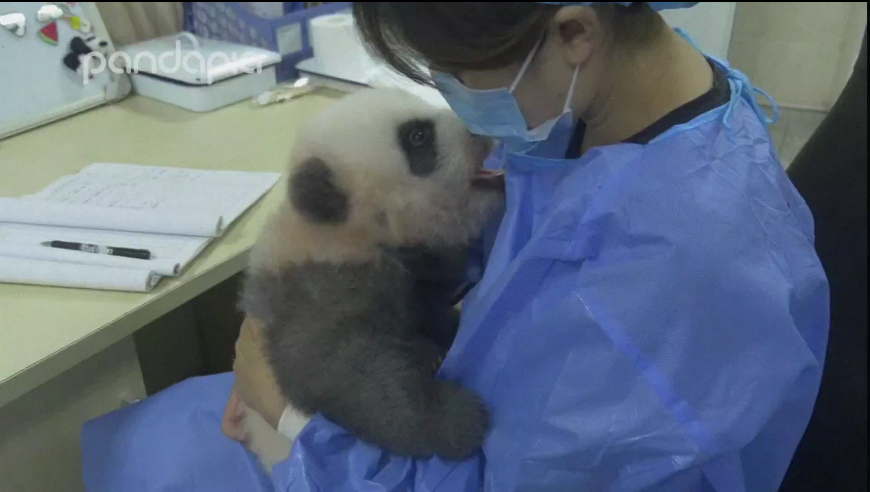 [图]【油管】沉 浸 式 撸 猫