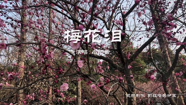 南京梅花山梅花美麗綻放 歌曲《梅花淚》演唱小阿青