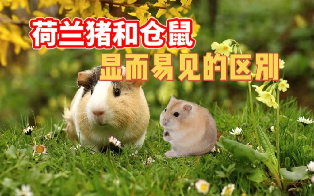 [图]荷兰猪or仓鼠，学生党会选择哪只