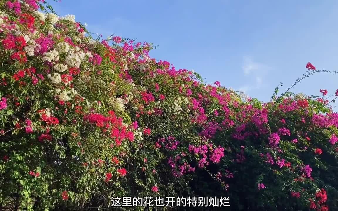 第一次去厦门植物园的,视频攻略收好了,不要学我翻山越岭走4.5km才到园区哔哩哔哩bilibili