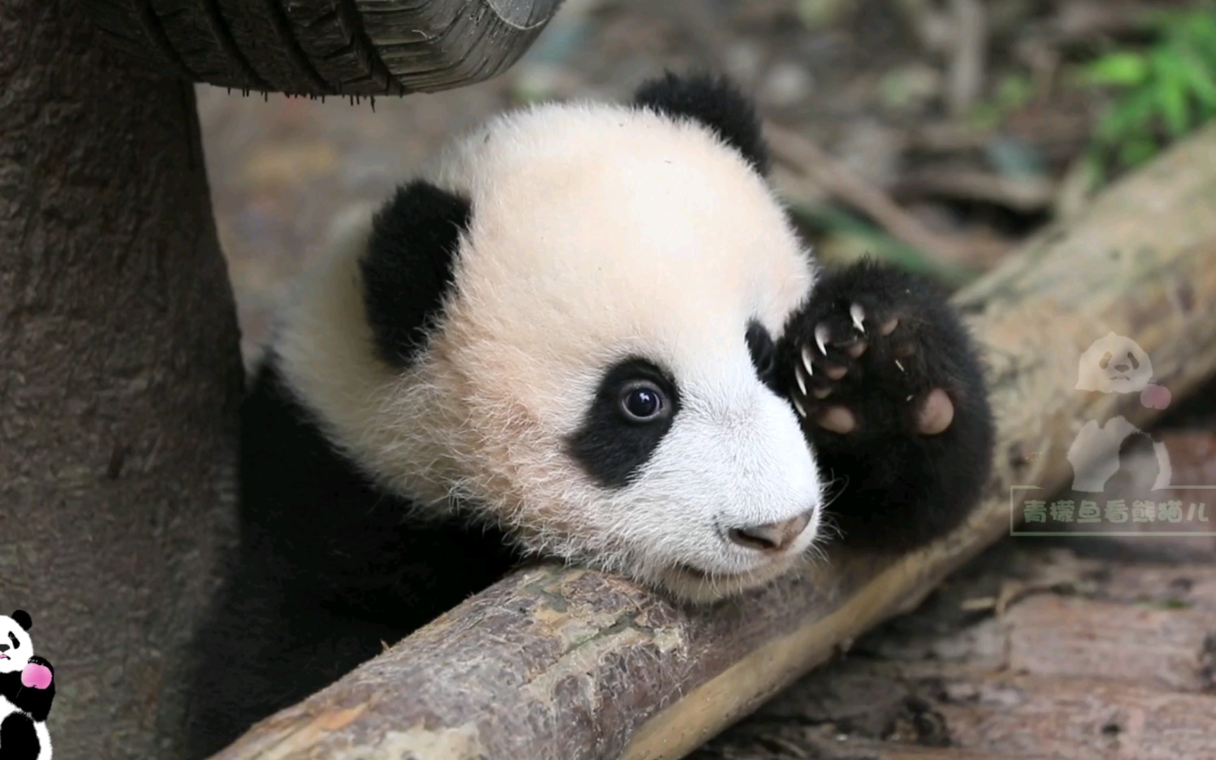 【大熊猫宝新】才会走的黑尾巴宝新顾涌着探索新世界!