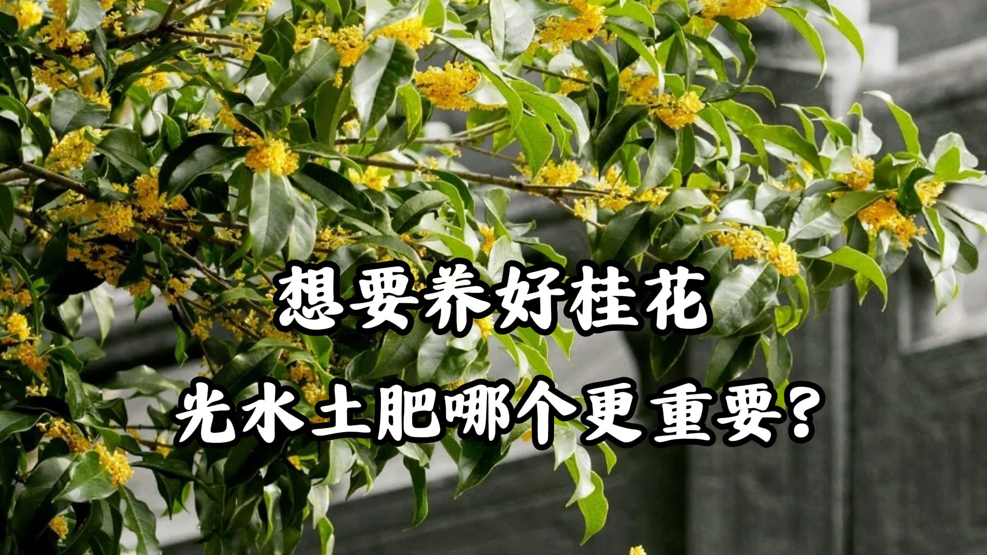 想要养好桂花,光水土肥哪个更重要?哔哩哔哩bilibili