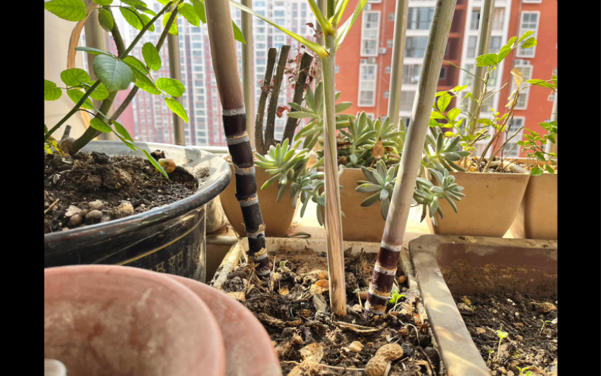 我甚至开始在阳台种甘蔗