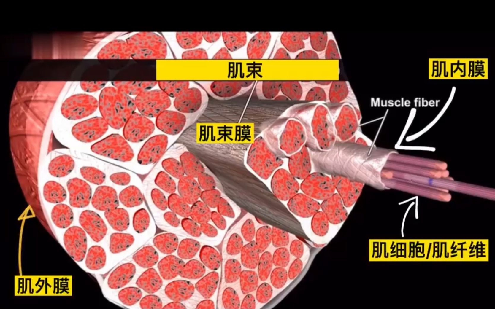 【运动解剖】到底什么是肌筋膜?哔哩哔哩bilibili