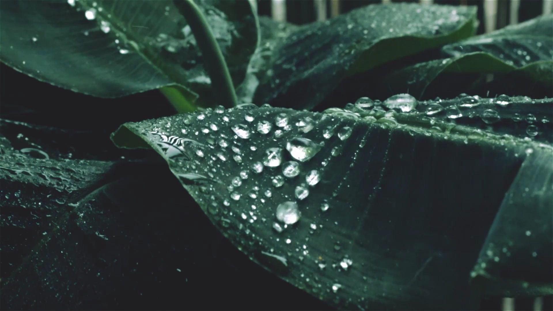 [图]纯雨声 超治愈的雨打芭蕉