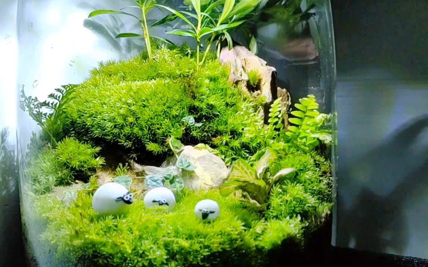 一起来沉浸式做个微景观吧