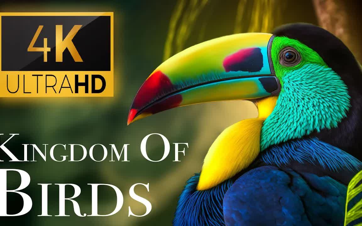 鸟类的王国 Kingdom of Birds 4K  Stunning Bird Sounds In The Forest哔哩哔哩bilibili