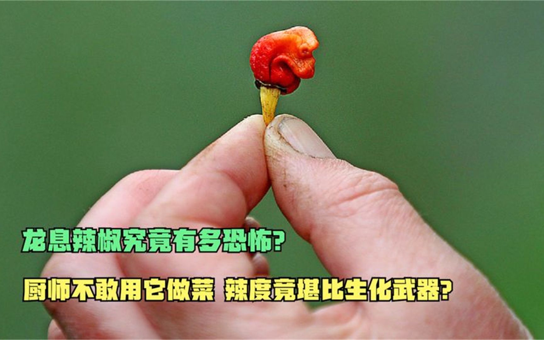 龙息辣椒究竟有多恐怖?厨师不敢用它做菜,辣度竟堪比生化武器?