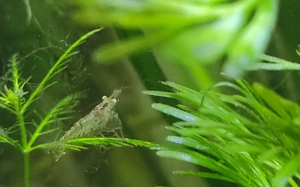 黑壳虾 斑马鱼 丝藻又有复苏的迹象了