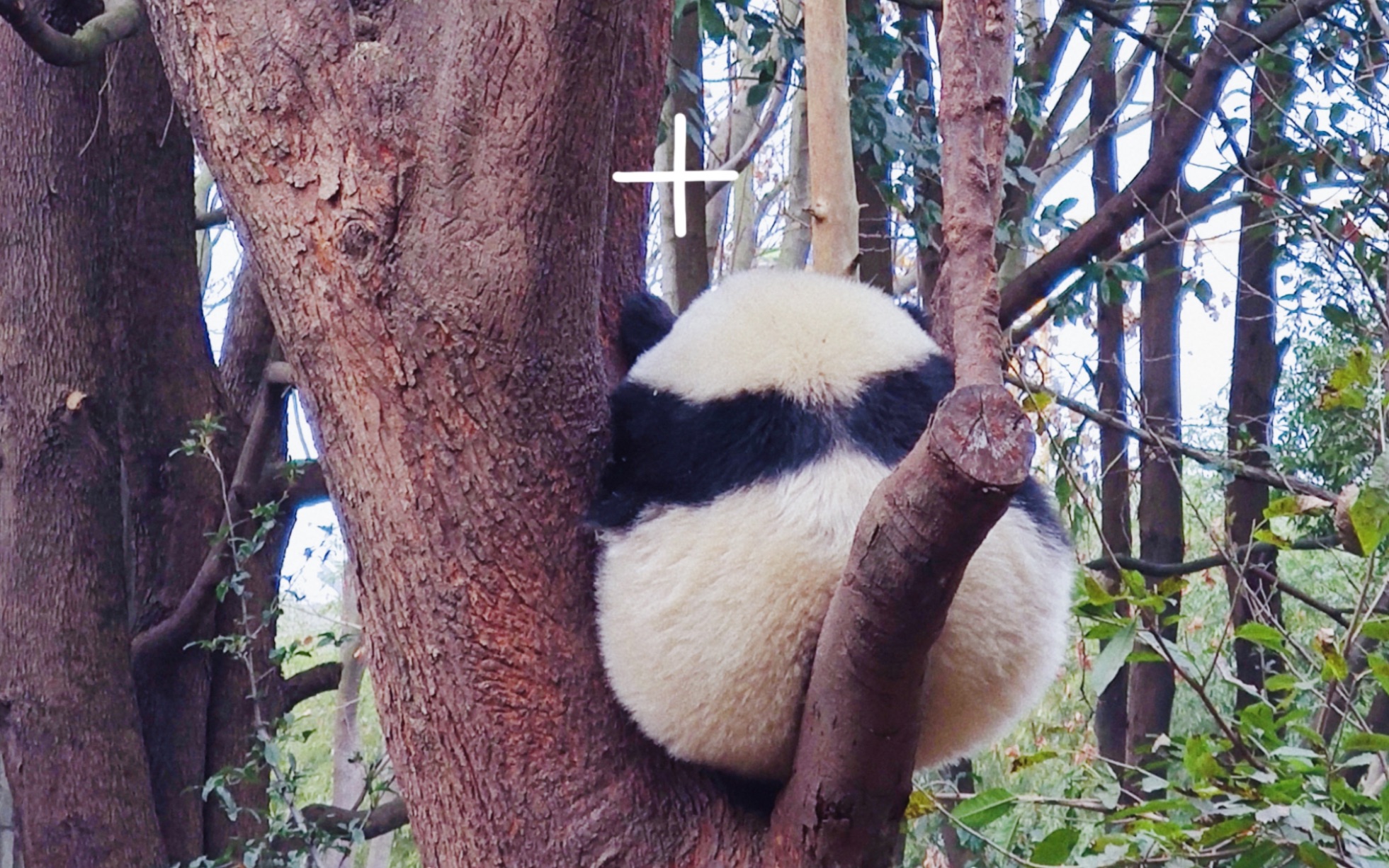 又可爱又调皮的国宝/熊猫(所以丫丫能不能早点接回来呀)