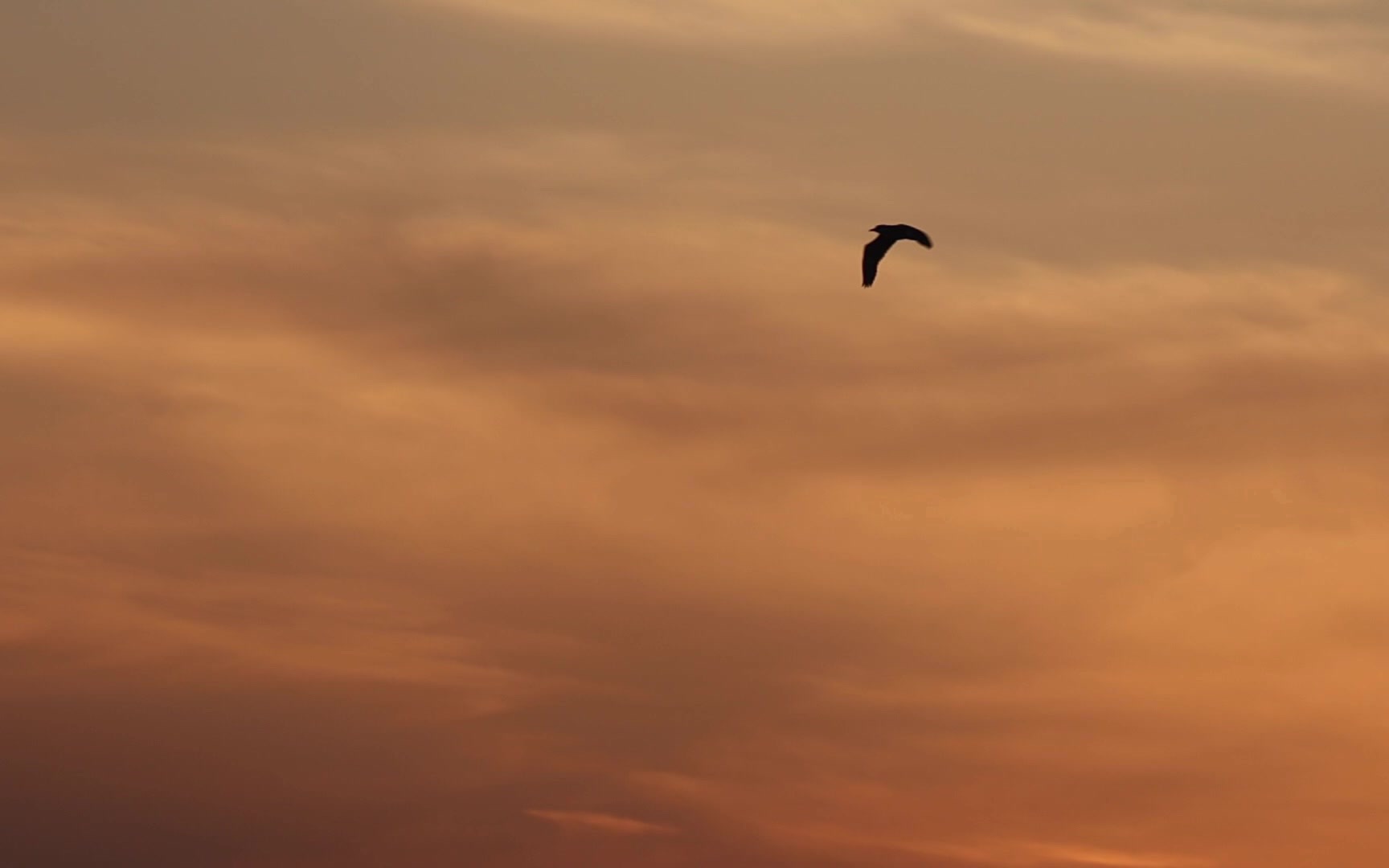 [图]夕阳西下，倦鸟归巢