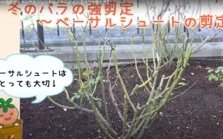 灌木月季修剪 搜索结果 哔哩哔哩 Bilibili