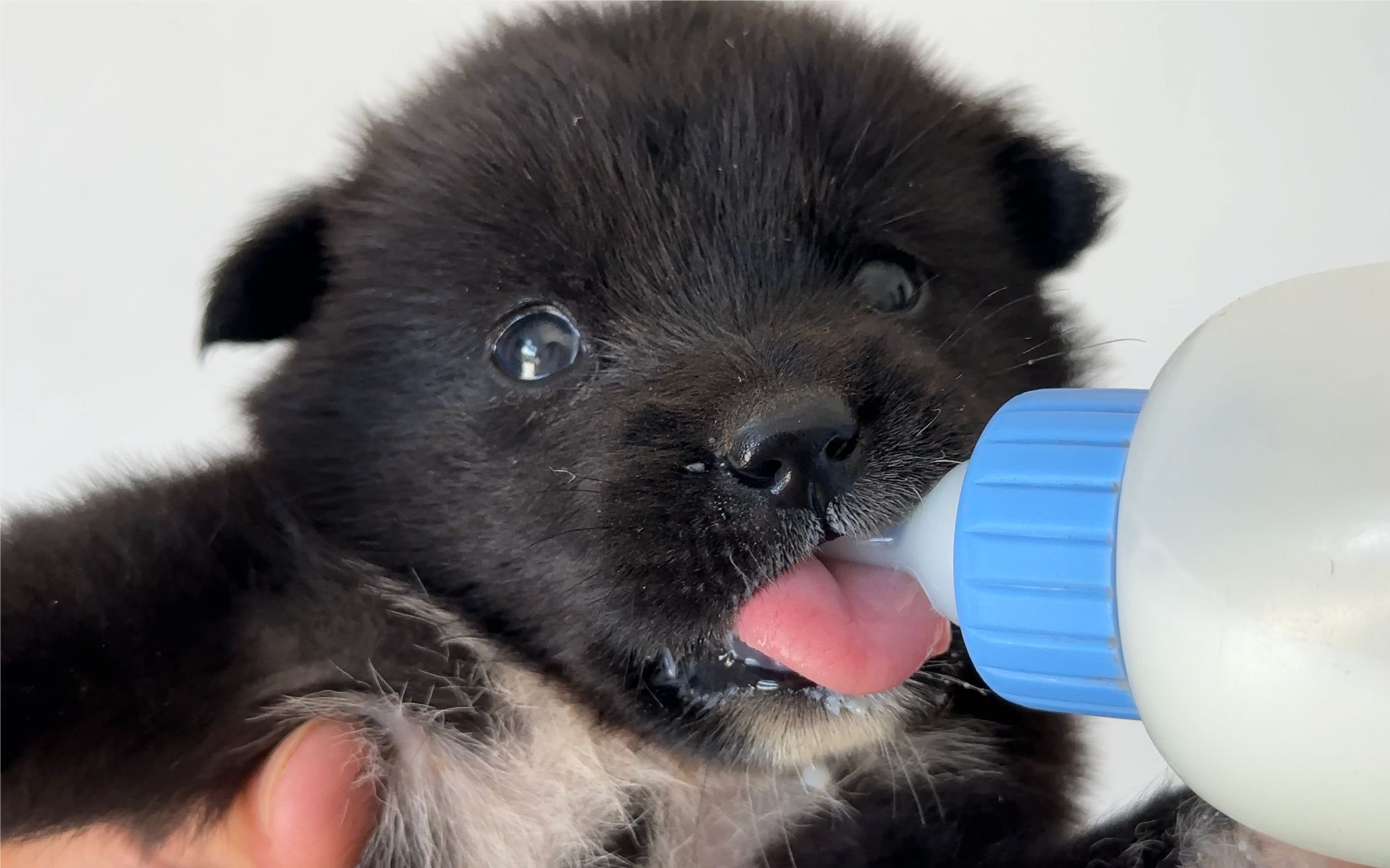 谁还不是条小萌狗