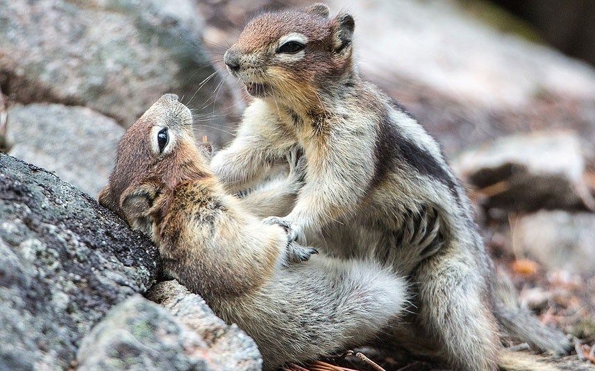 两只松鼠撕逼,场面极度混乱