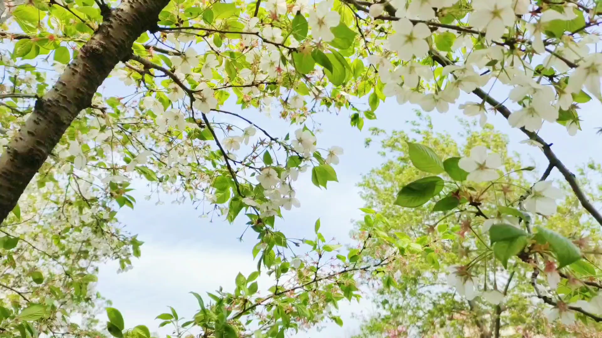 人间四月天,家乡的樱花开了