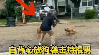 Download Video: 两只黄狗袭击持木棍的男子现场！