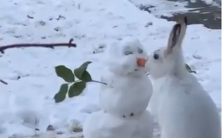 [图]雪宝的鼻子就这么没了