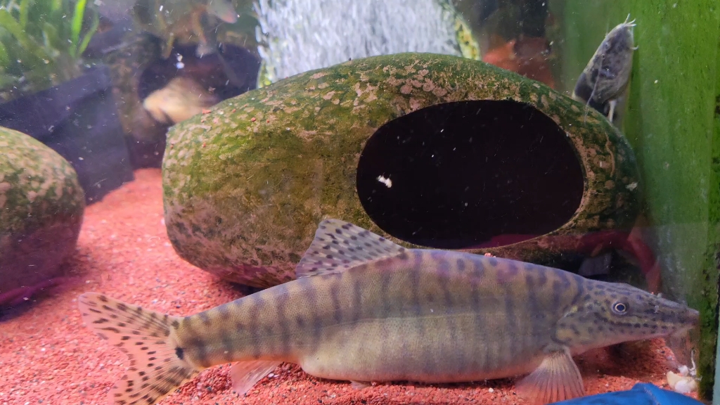 两月前收的特殊副沙鳅也成猪了,比第一条大了一圈,那条也还在只不过拍