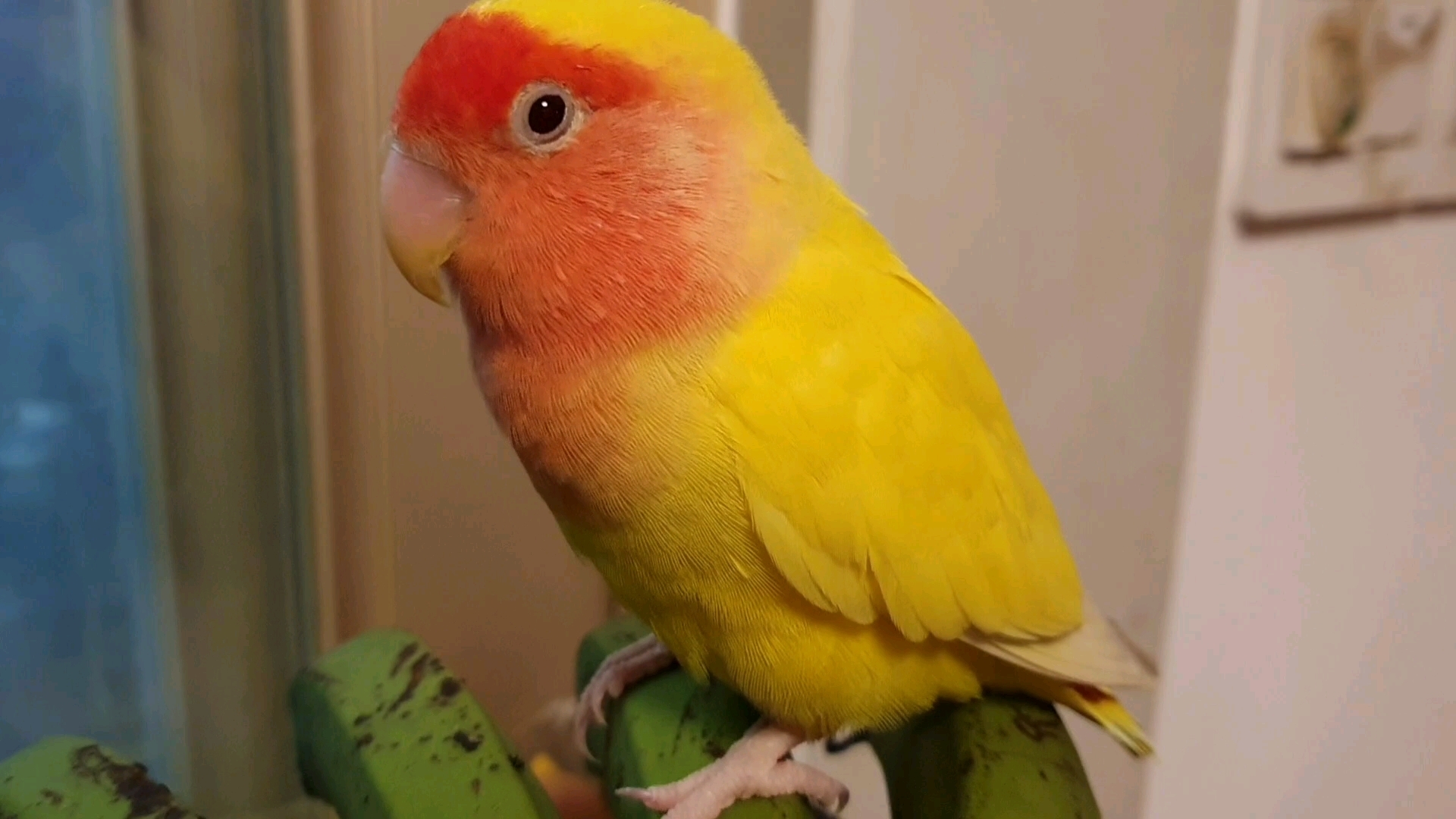 小鸟一定很喜欢香蕉哒