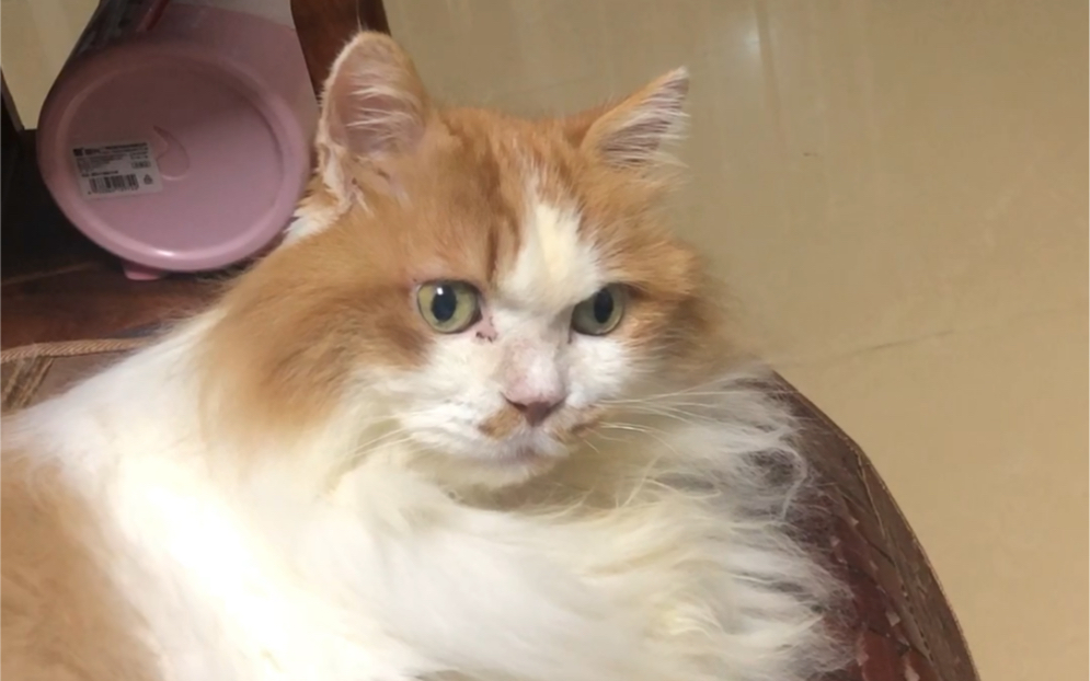 猫叔叔与狗弟弟的日常