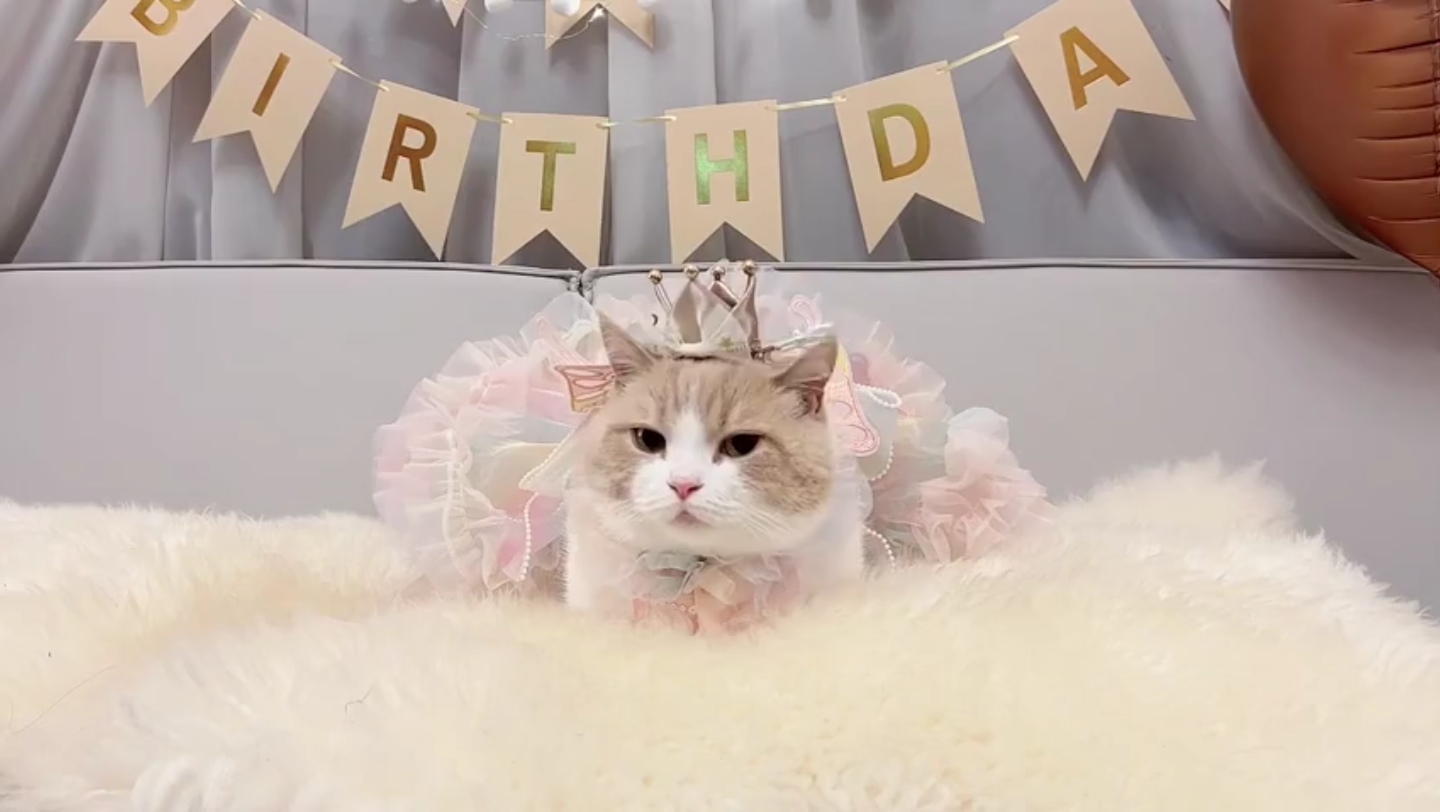 动物观察局:4猫真是交友不慎啊的迷惑行为小猫咪能有什么坏心眼搞笑