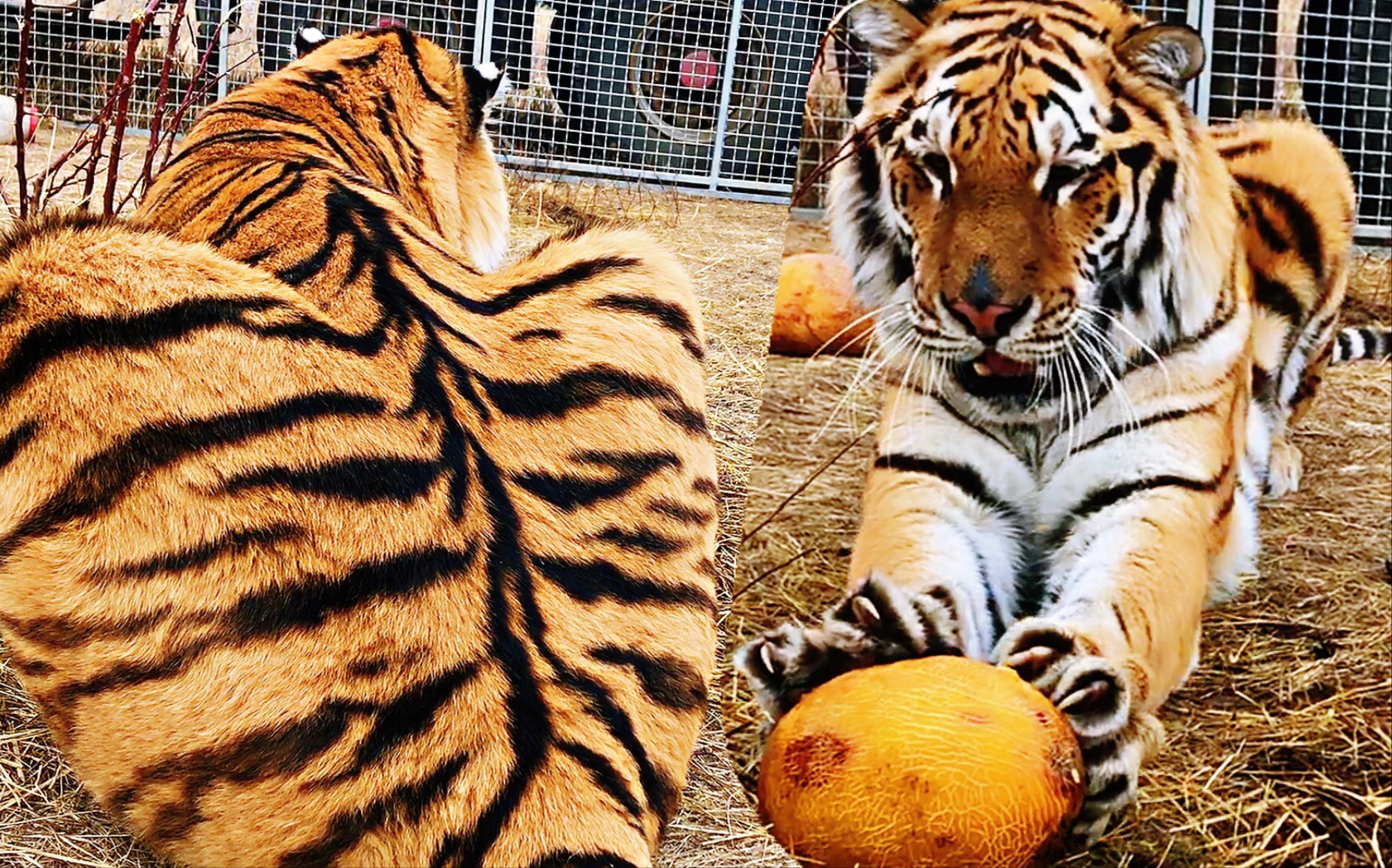 老虎会喜欢吃哈密瓜吗?