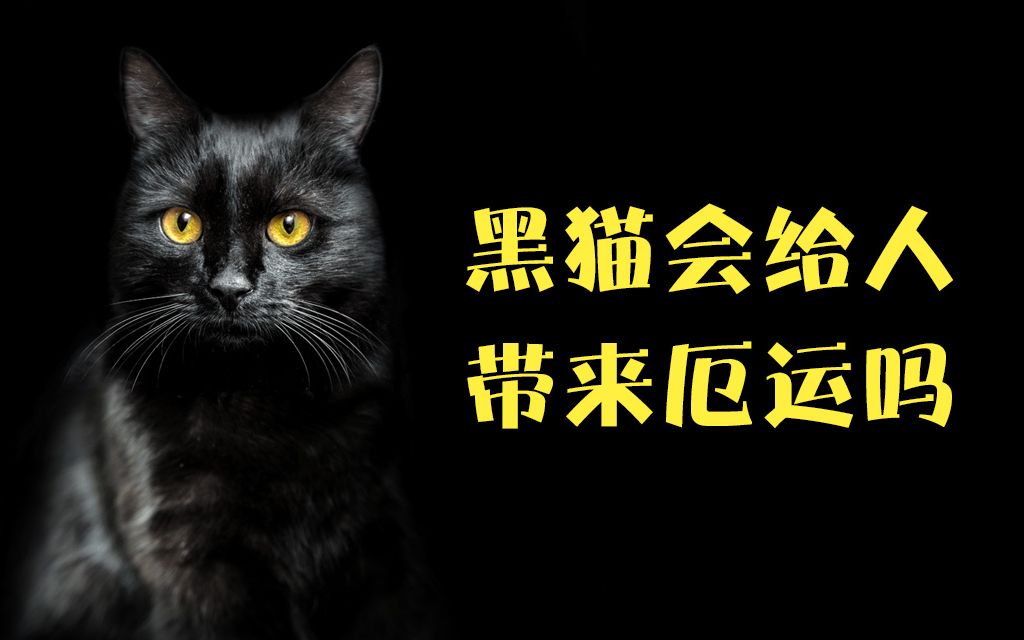 黑猫会给人带来厄运吗?那些关于黑猫的传说哔哩哔哩bilibili