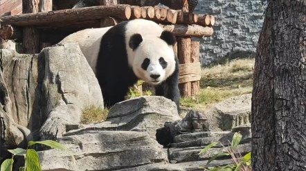 [图]武林盟盟藏猫猫