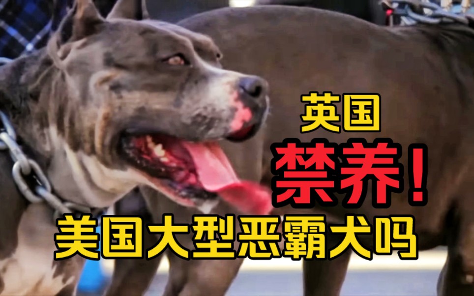 美国大型恶霸犬要禁养吗?英首相拟颁布法规禁养美国大型恶霸犬哔哩哔哩bilibili