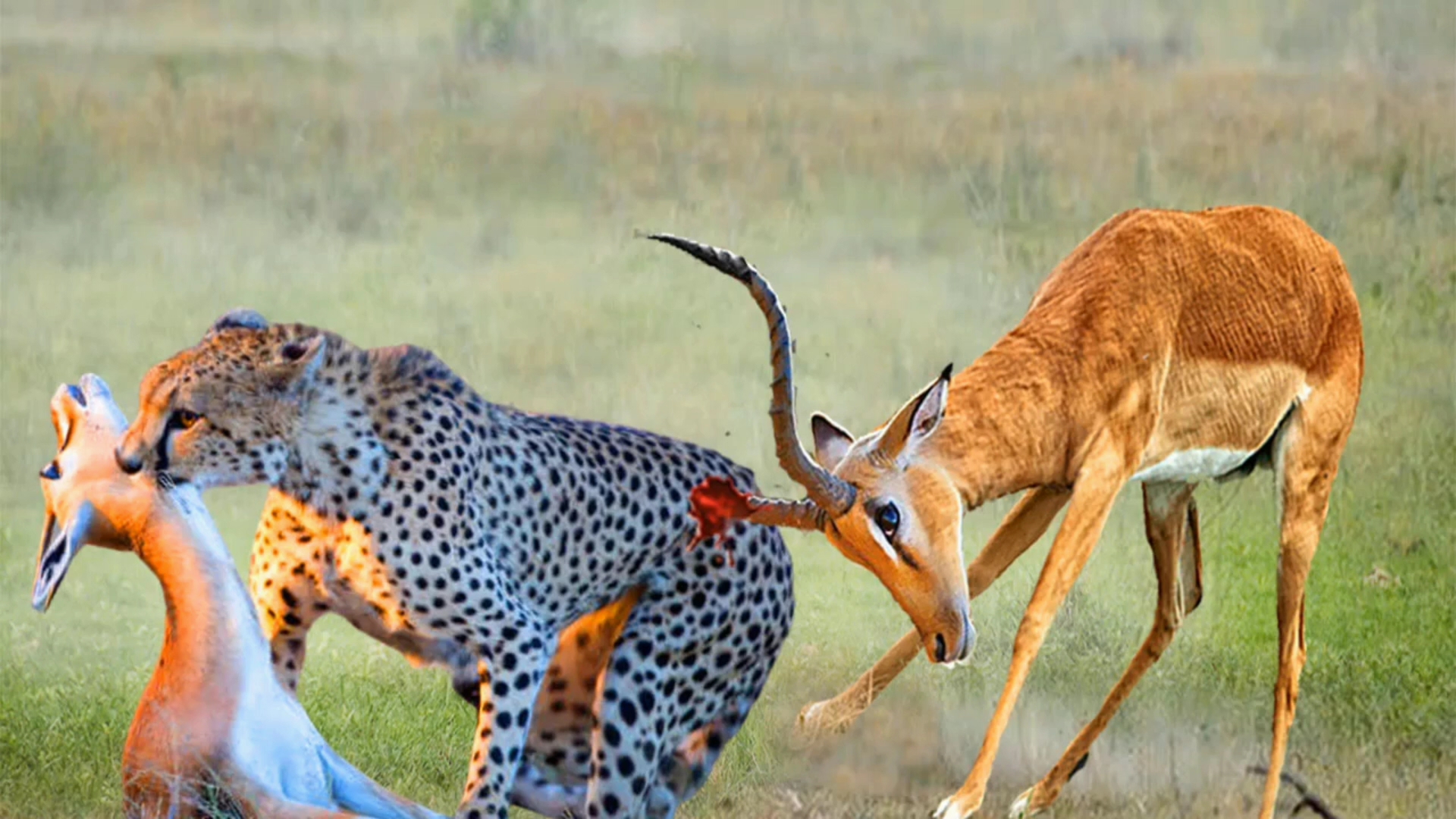 野生动物捕猎混剪,猎豹猎捕羚羊