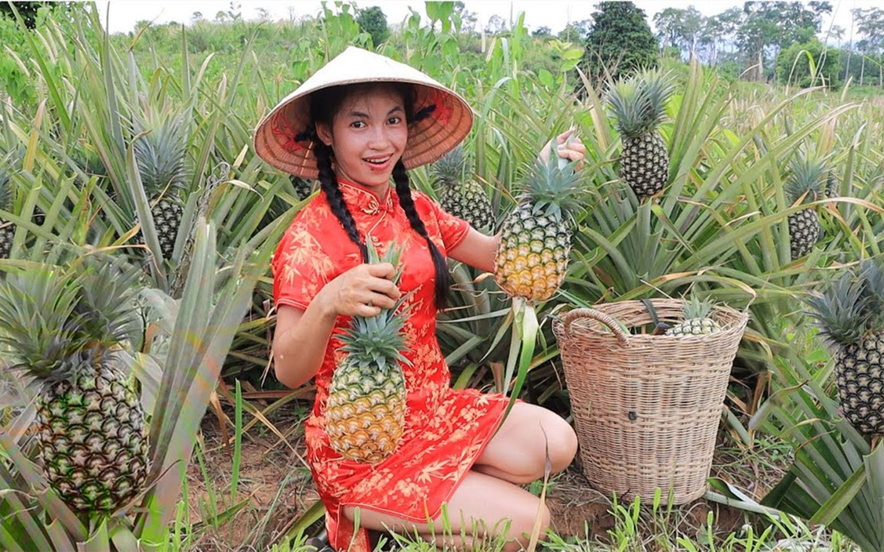 不同国家采摘菠萝,越南姐姐摘菠萝看的腿疼,中国姐姐方法最实用