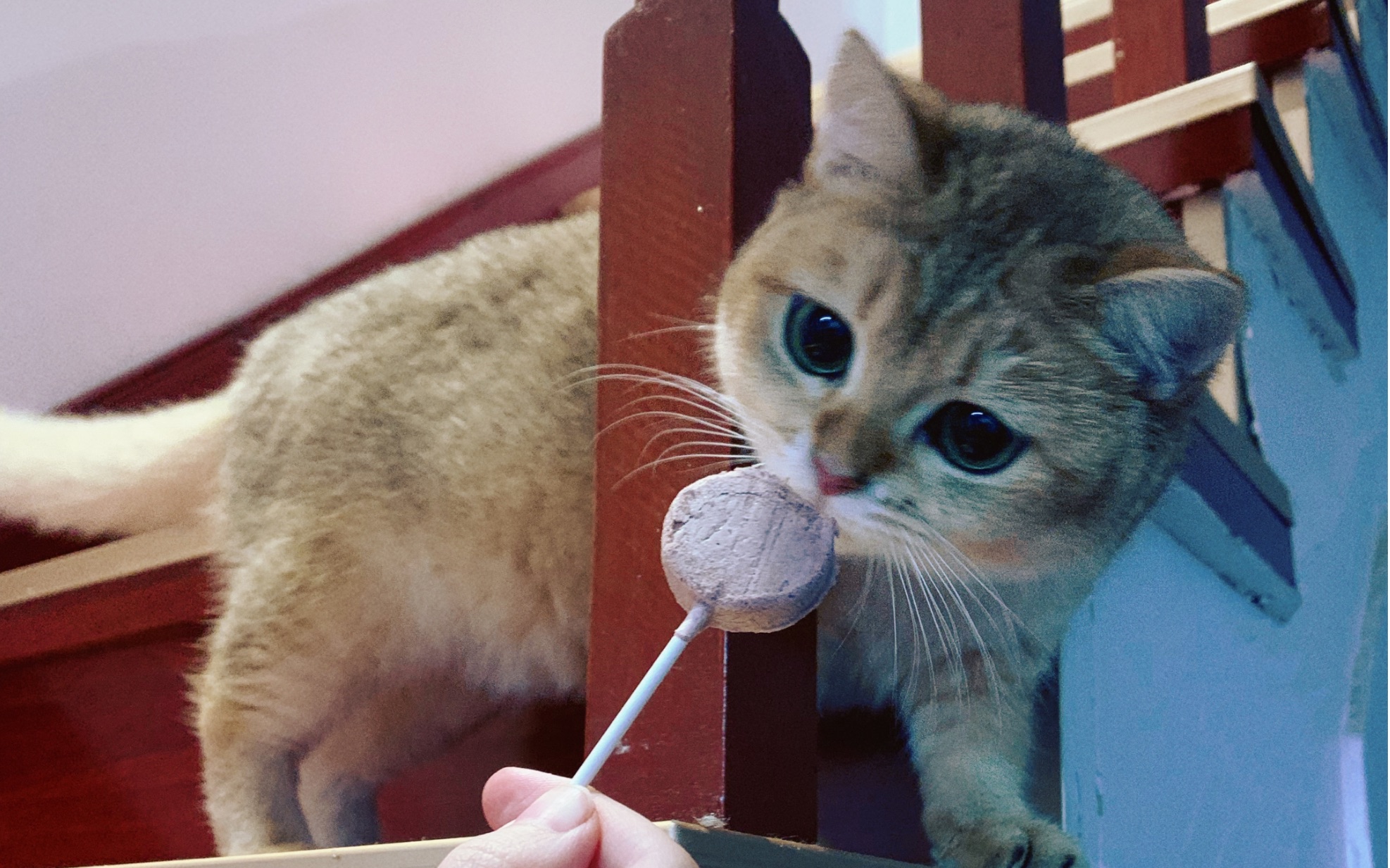 吃棒棒糖的小猫咪