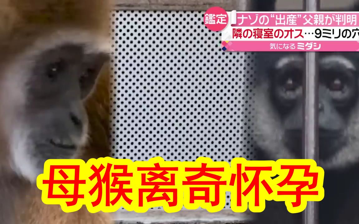 [图]【中日双语】日本动物园里母猴离奇怀孕，不知生父是谁，小猴究竟是如何生出来的？答案尽在那块铁板上的9毫米小洞上……