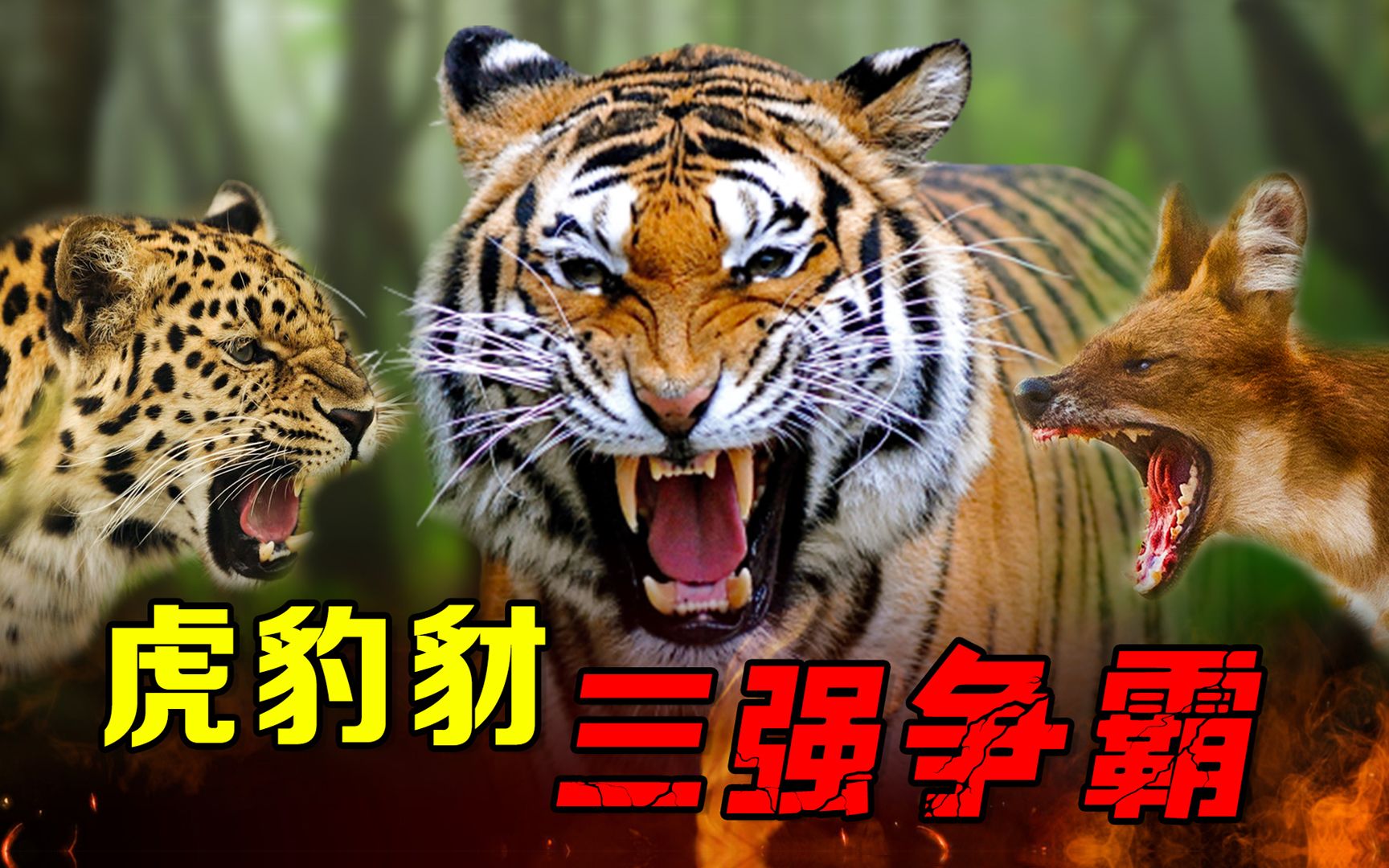 泰国虎豹豺争霸:即使濒危,一只老虎依然能威慑整个森林_哔哩哔哩_bili