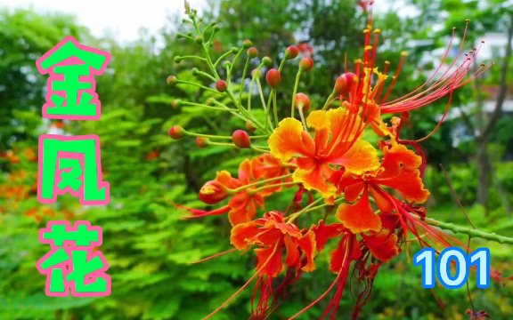 [图]金凤花，花朵就像是浴火重生的凤凰，有头有尾有翅有足，活灵活现，栩栩如生