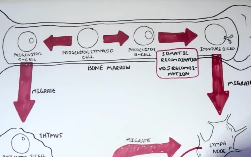 【中英字幕】免疫学—图解T细胞与B细胞的发育过程哔哩哔哩bilibili