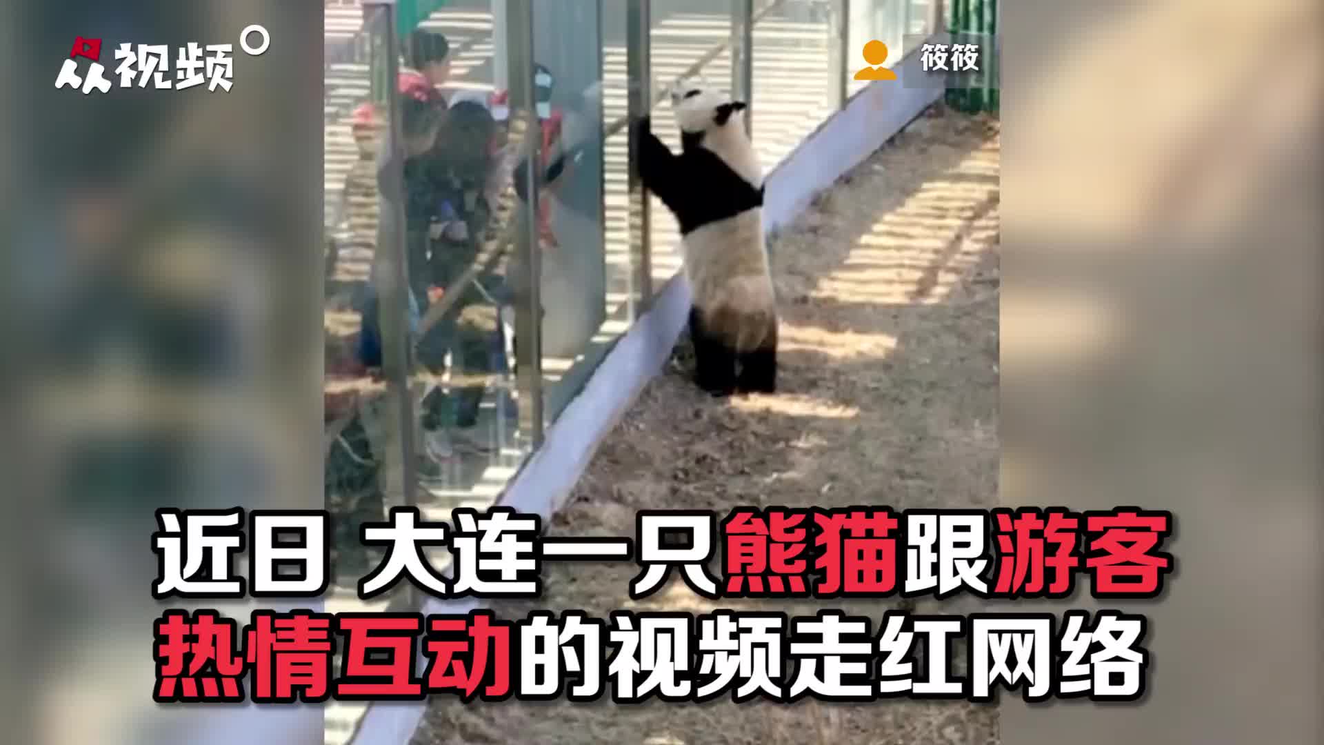 国宝宠粉时间到!大熊猫热情跟游客击掌互动哔哩哔哩bilibili