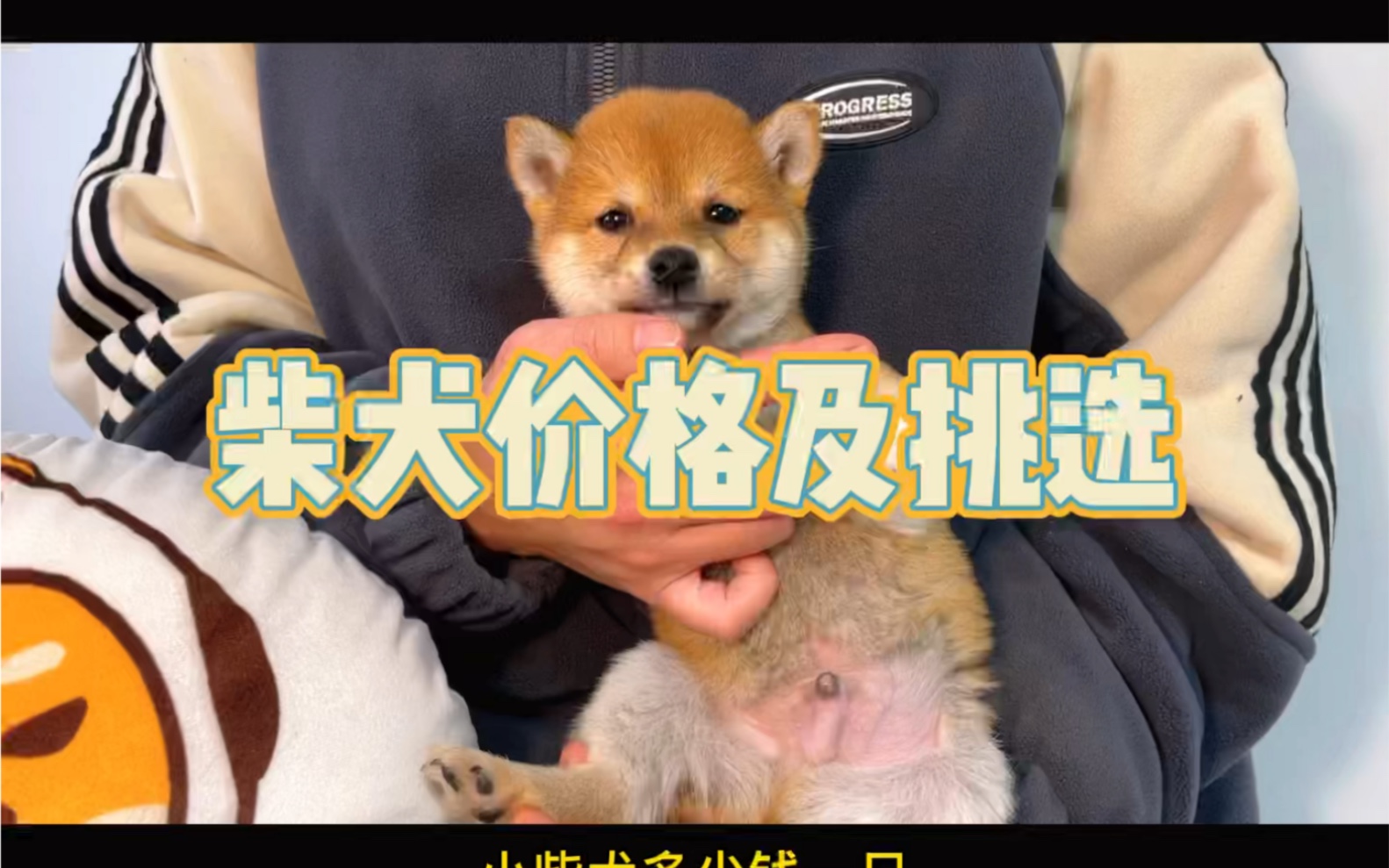 柴犬幼犬多少钱一只?如何挑选赤柴幼犬?哔哩哔哩bilibili