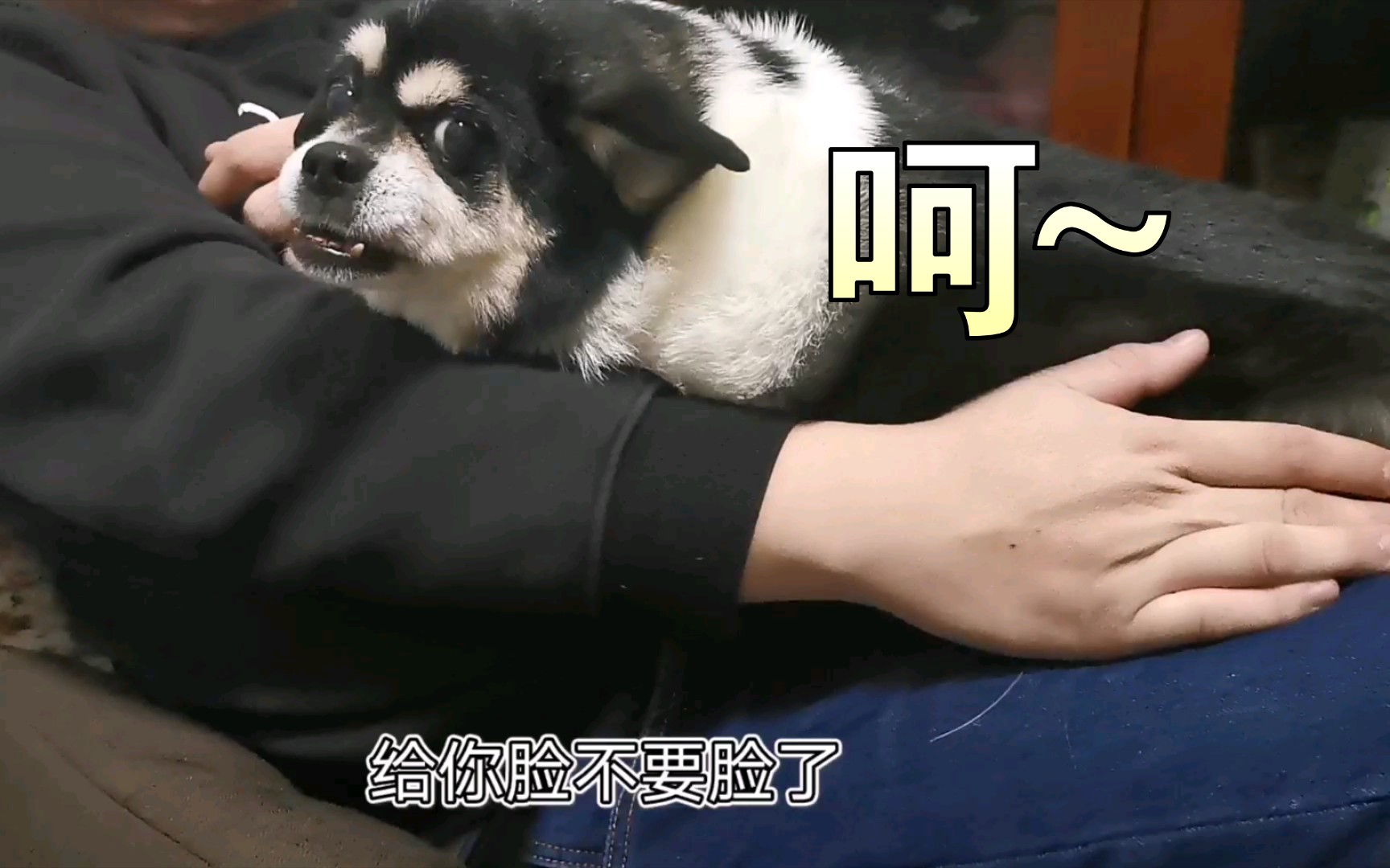 【巨型吉娃娃】嫉妒让我面目全非,语无伦次