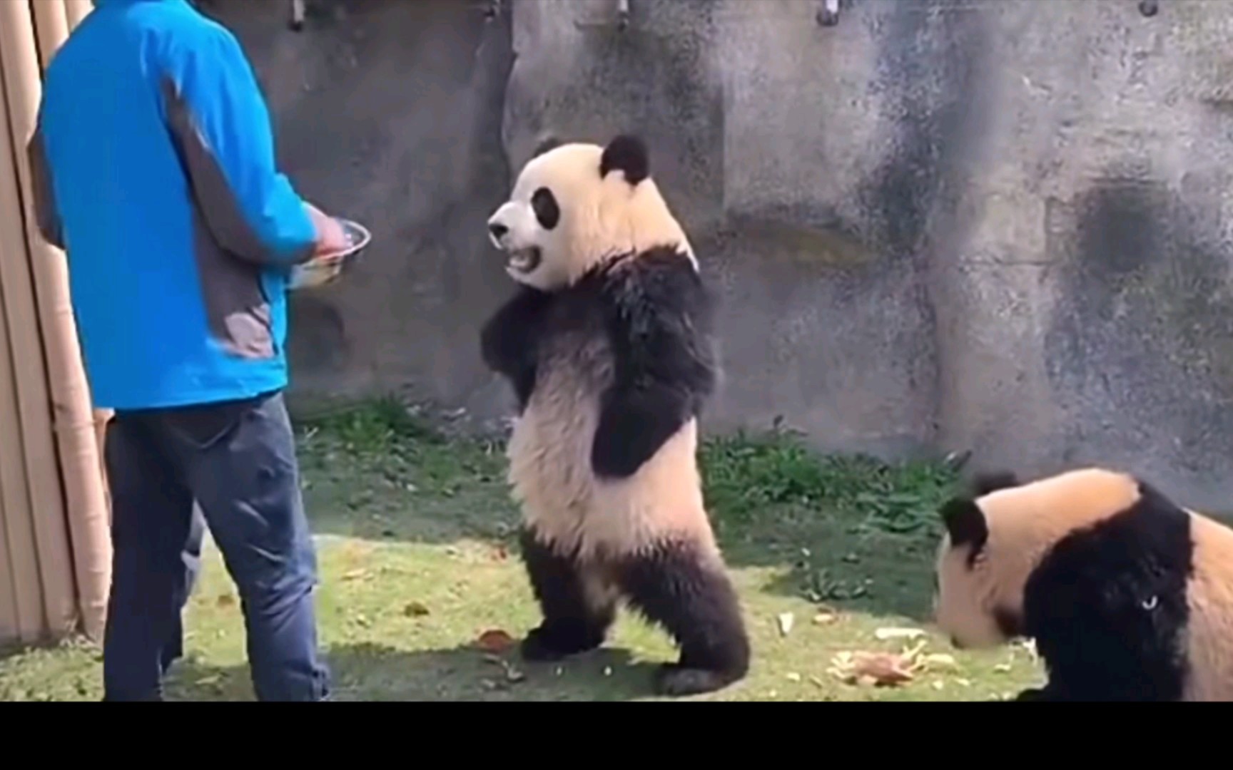 熊猫头叉腰走路表情包图片