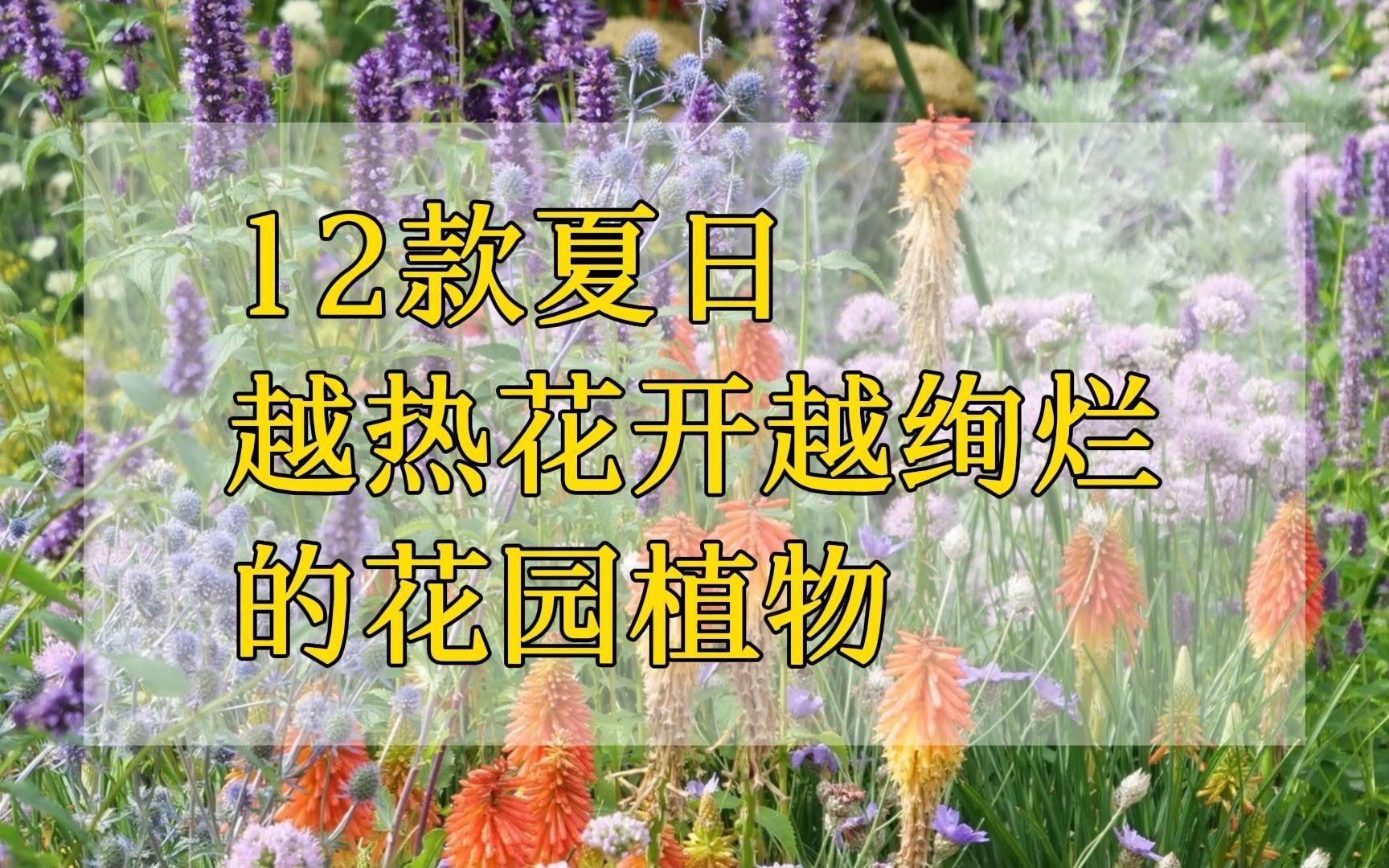 [图]12款夏日越热花开越绚烂的花园植物