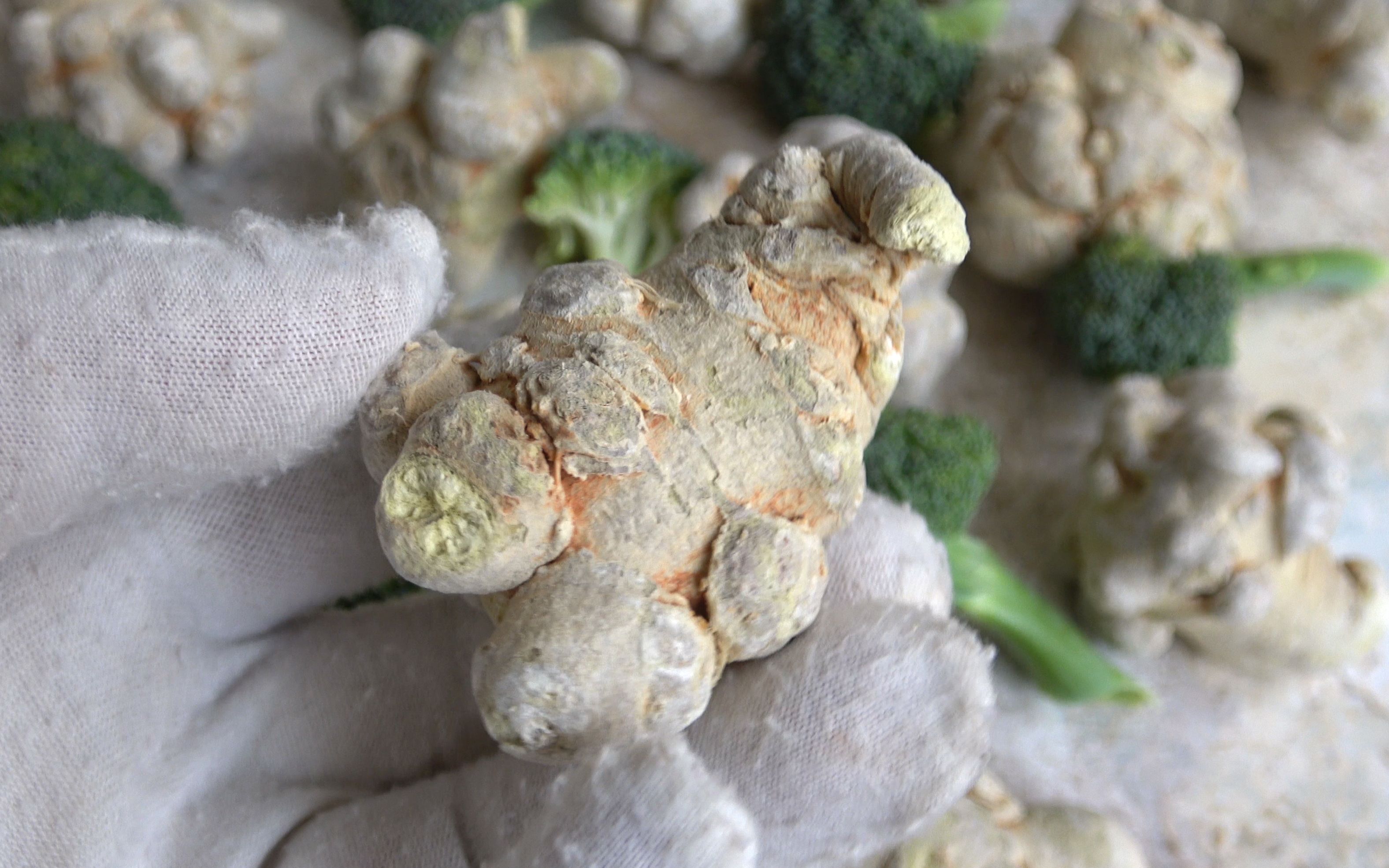 云南满泽冻干三七 文山新鲜三七冷冻干燥而成 可直接嚼着吃