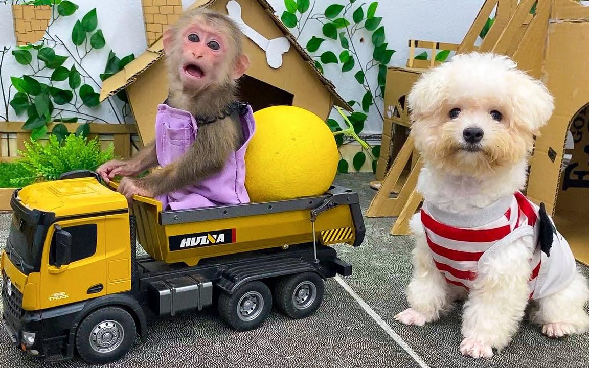 猴猴声东击西,拿走了狗狗的瓜_哔哩哔哩_bilibili