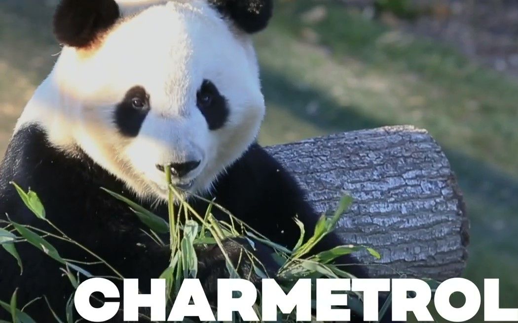 丹麦:大熊猫毛笋星二已适应当地竹子 状态良好