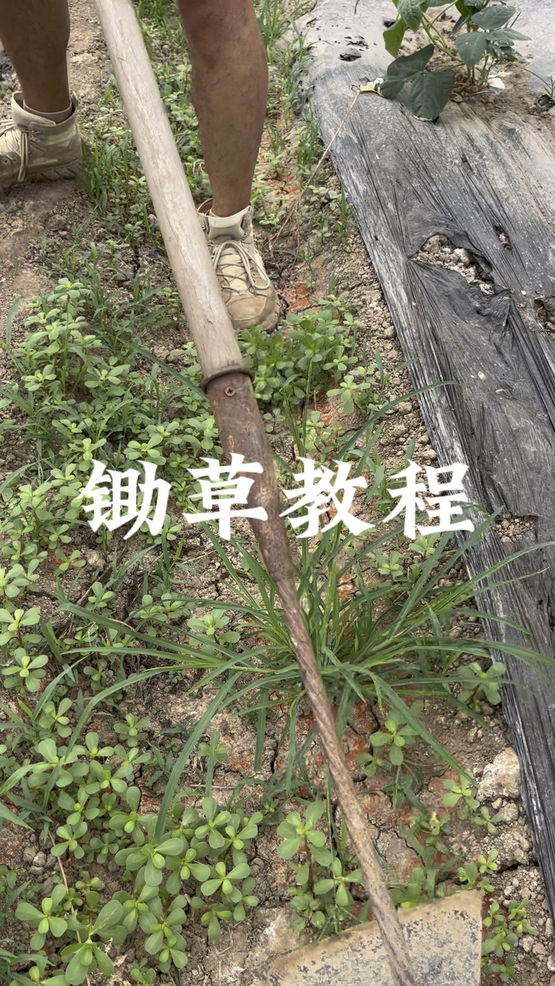 锄草教程,大学生就业指导[妙啊][妙啊][妙啊]锄草是体力活,锄半小时要适当休息,否则第二天可能直不起腰[doge][doge][doge]哔哩哔哩bilibili