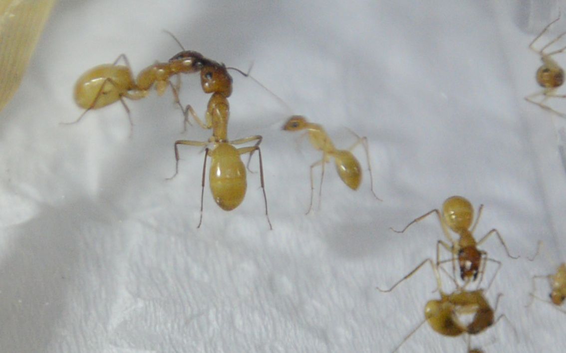 小黄家蚁蚁后图片图片