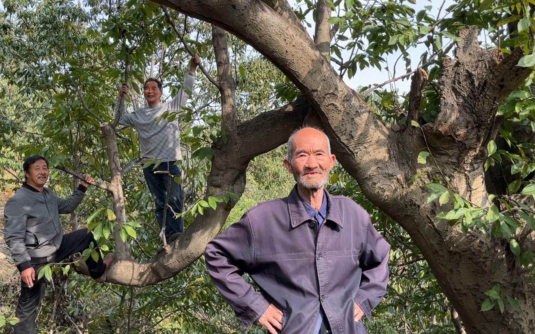 山里遍地是宝,葛根枣皮土蜂蜜,还有几百年的老辛夷树哔哩哔哩bilibili